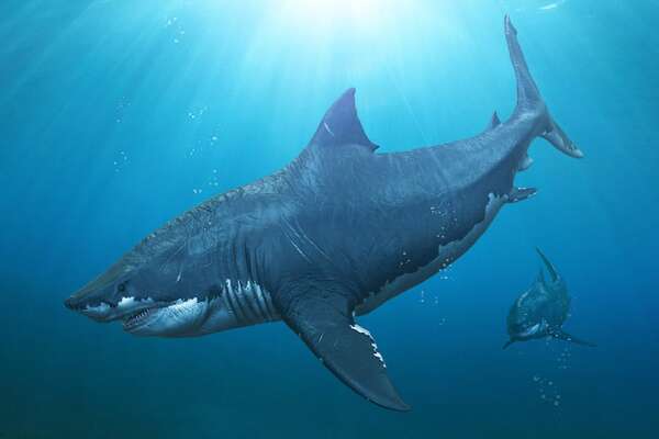 ¿Quién necesita machos? Científicos italianos difunden un nuevo hallazgo entre tiburones - Ciencia - ABC Color