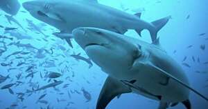 Diario HOY | ¿Quién necesita machos? Hembras de una variedad de tiburones tienen crías solas