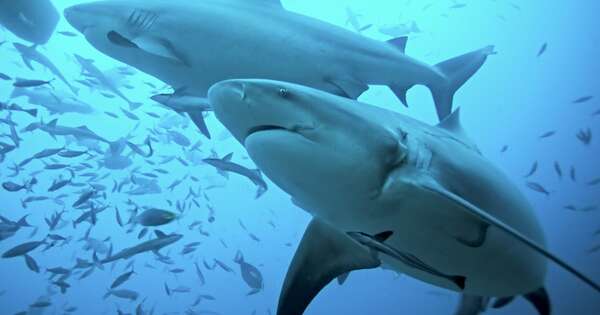 Diario HOY | ¿Quién necesita machos? Hembras de una variedad de tiburones tienen crías solas
