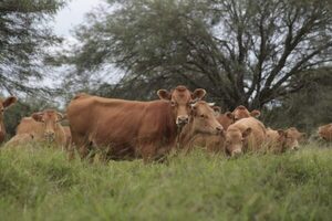 Producción sostenible del sector ganadero, un desafío que se encara con capacitación y tecnología - .::Agencia IP::.