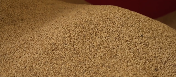 Sequía afectó parcialmente producción de sésamo