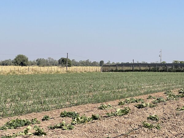Hay gran futuro para rubros alternativos como el ajo en el Chaco
