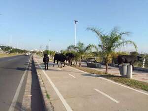 Peligrosa presencia de vacan en la Costanera: lo que dice la ordenanza de Asunción - Nacionales - ABC Color