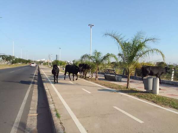 Peligrosa presencia de vacan en la Costanera: lo que dice la ordenanza de Asunción - Nacionales - ABC Color