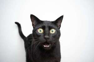 ¿Por qué los gatos negros tienen mala fama? - Mascotas - ABC Color
