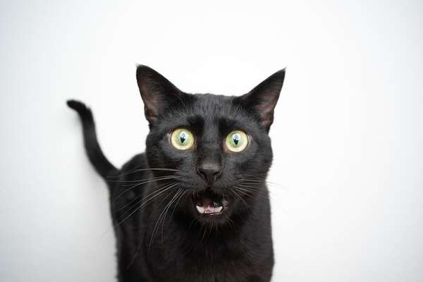 ¿Por qué los gatos negros tienen mala fama? - Mascotas - ABC Color