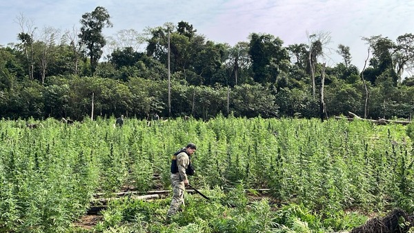 Operativo “Regresión 3”: destruyen 373 toneladas de marihuana en Canindeyú - ADN Digital