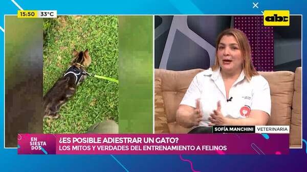 ¿Es posible adiestrar un gato?: los mitos y verdades del entrenamiento a felinos - Ensiestados - ABC Color