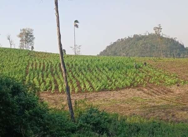 Hallaron diez hectáreas de cultivos de marihuana en la Reserva Natural San Rafael - Policiales - ABC Color