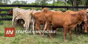 DENUNCIARON HECHO DE ABIGEATO EN EL B° SAN IGNACIO DE PIRAPÓ - Itapúa Noticias