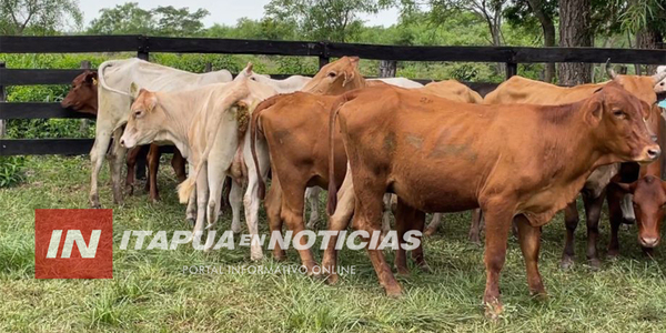 DENUNCIARON HECHO DE ABIGEATO EN EL B° SAN IGNACIO DE PIRAPÓ - Itapúa Noticias