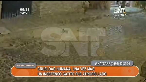 Captan a conductor arrollando a un gato - SNT