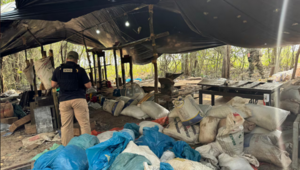 Hallan una megaindustria de marihuana en San Pedro - ADN Digital