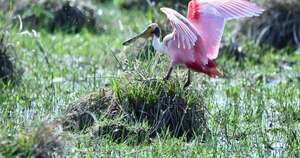 La Nación / Estudian la diversidad de aves en humedales