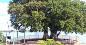 Diario HOY | Colosos de la Tierra: quince historias compiten por ser el ganador del “Árbol de mi comunidad”