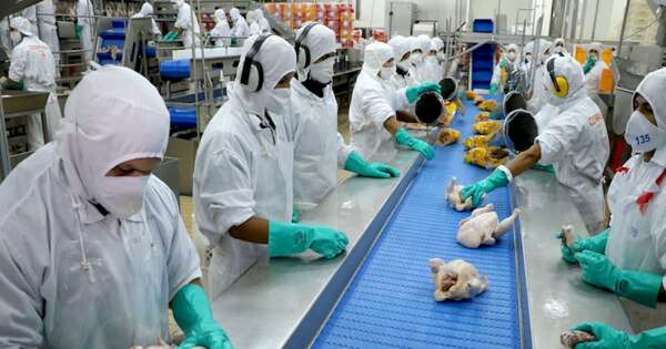 La Nación / Sector avícola cerró julio con caída en envíos, pero aguarda habilitación de Taiwán