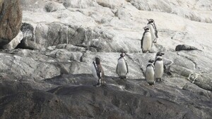 Humboldt, el emblemático pingüino de climas templados que Chile busca proteger contrarreloj