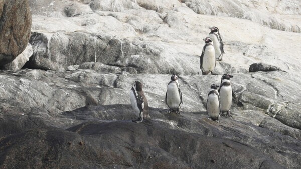 Humboldt, el emblemático pingüino de climas templados que Chile busca proteger contrarreloj