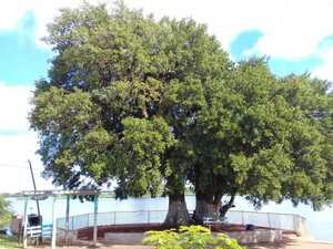 Colosos de la Tierra: votaciones para "El árbol de mi comunidad" cierran este domingo - trece
