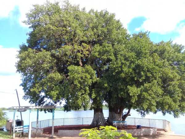 Colosos de la Tierra: votaciones para "El árbol de mi comunidad" cierran este domingo - trece