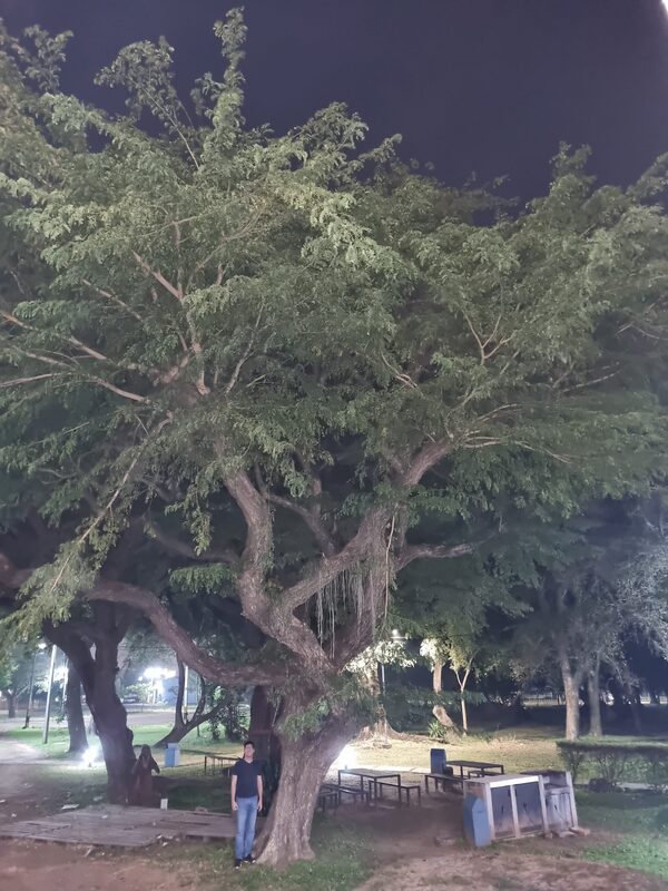 Último día para votar por “El árbol de mi comunidad” - Unicanal