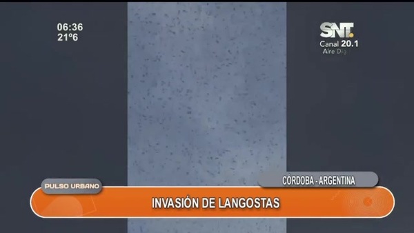 Invasión de langostas en Córdoba - SNT