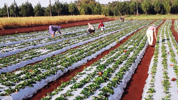 De armar flores a mano, pasó a cultivar lirios en su granja de frutas