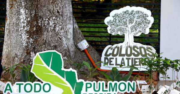 La Nación / Quince historias en disputa por “Árbol de mi comunidad”