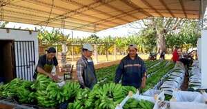 La Nación / Enviaron primera carga de banana a mercado brasileño