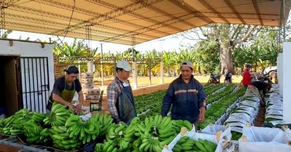 La Nación / Enviaron primera carga de banana a mercado brasileño
