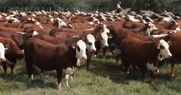 La Nación / La carne bovina apuntaló revolución en la ganadería