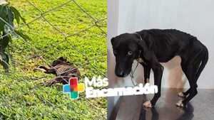 Rescatan a perrita víctima de supuesto maltrato en Cap, Miranda