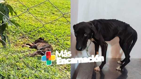 Rescatan a perrita víctima de supuesto maltrato en Cap, Miranda