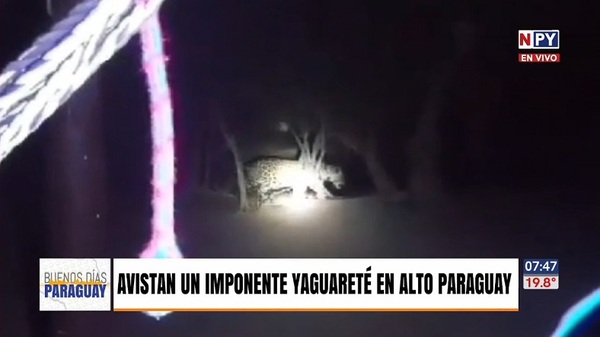 Avistan un yaguareté en Alto Paraguay - Noticias Paraguay