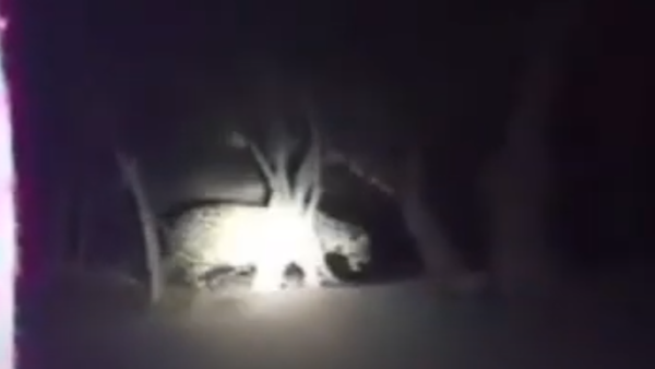 Video: Yaguareté aparece en una vivienda en medio de la sequía e incendios en Alto Paraguay