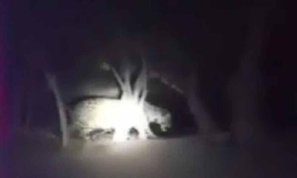 Yaguareté aparece en una vivienda en medio de la sequía e incendios en Alto Paraguay – Prensa 5