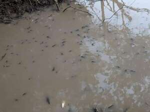 Caazapá: denuncian mortandad de peces en el río Pirapó - Nacionales - ABC Color