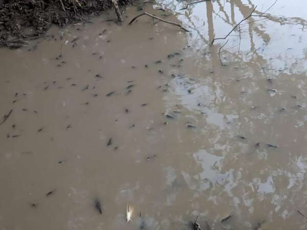 Caazapá: denuncian mortandad de peces en el río Pirapó - Nacionales - ABC Color