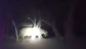 Yaguareté busca refugio ante incendios en el Chaco