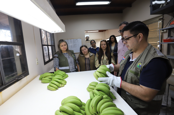 Bananas paraguayas ya van al mercado del Brasil