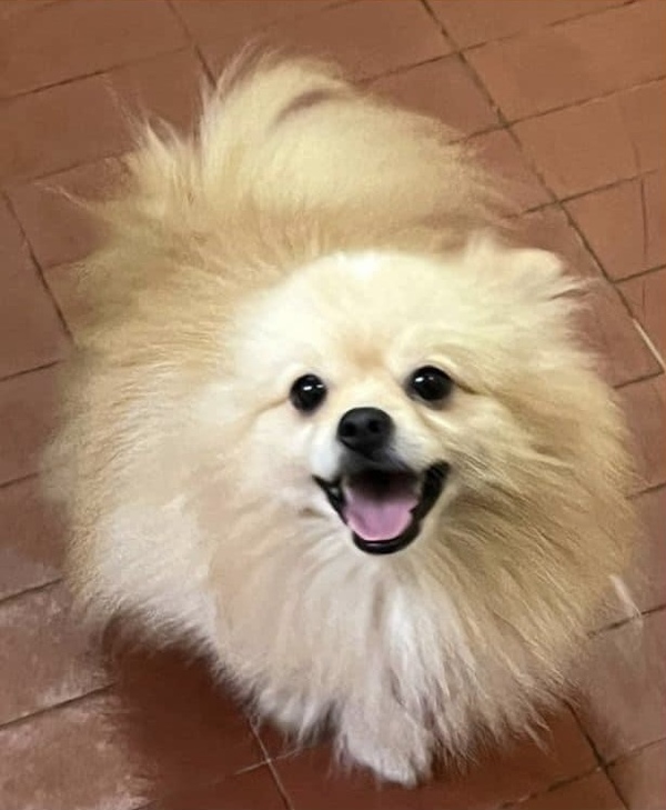 Habilitan adopción temporal de perros y gatos involucrados en causas fiscales - .::Agencia IP::.