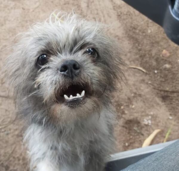 Rudy - Encontrá a tu mascota - ABC Color