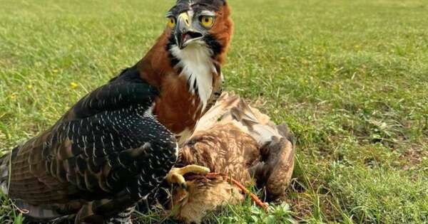Diario HOY | Águila logró eliminar dos “amenazas potenciales” en pista del Silvio Pettirossi