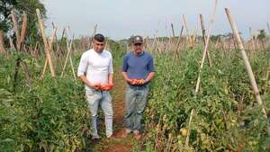 Anuncian buena cosecha de tomate y piden a autoridades garantizar ventas - Nacionales - ABC Color