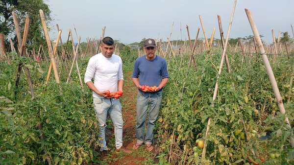 Anuncian buena cosecha de tomate y piden a autoridades garantizar ventas - Nacionales - ABC Color