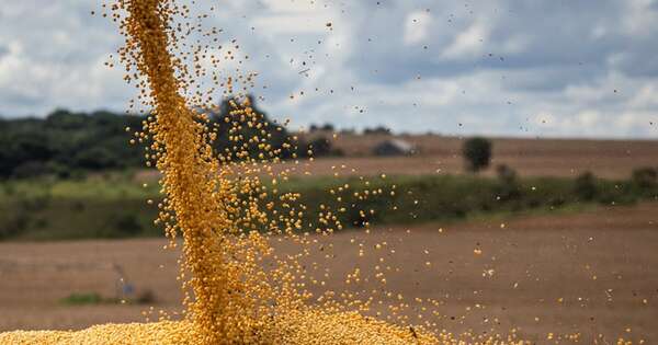 La Nación / Zafra 2024/25 podría llegar a un nuevo récord histórico con 10,5 millones de toneladas