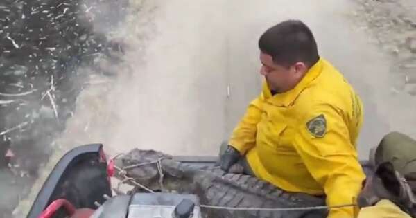Diario HOY | Rescatan a un yacaré de los incendios en el Chaco, mientras el fuego continúa arrasando