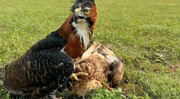 Águila logró eliminar dos “amenazas potenciales” en pista del Silvio Pettirossi - Noticiero Paraguay