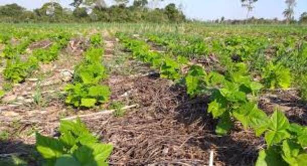 Créditos de Carbono: una gran oportunidad para dinamizar al sector de la producción.
