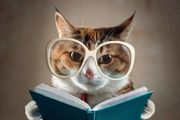 Mascotas: ¿Es posible adiestrar a mi gato? - Mascotas - ABC Color